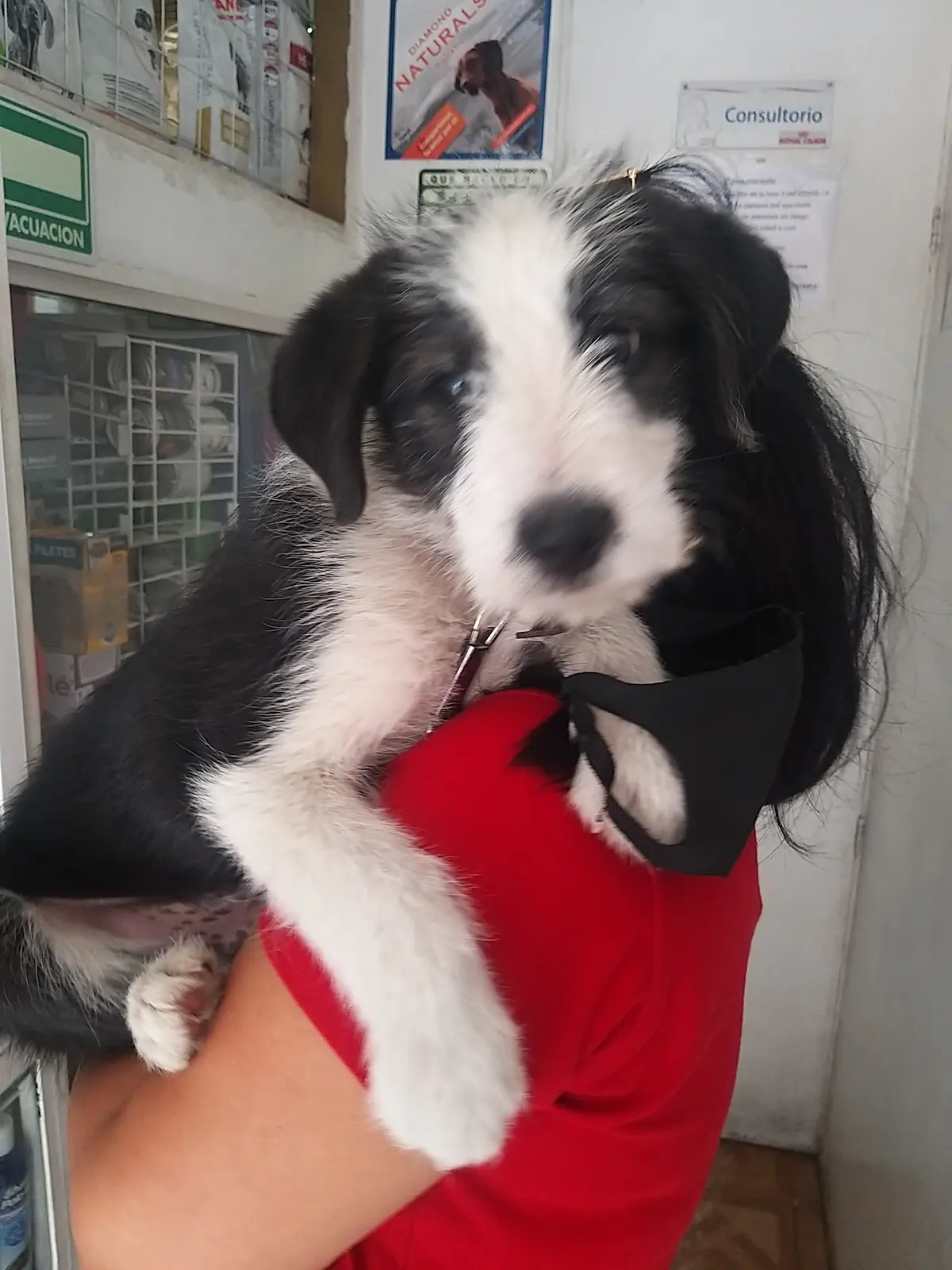 VETERINARIA LA KROKETA — foto 2 de 3