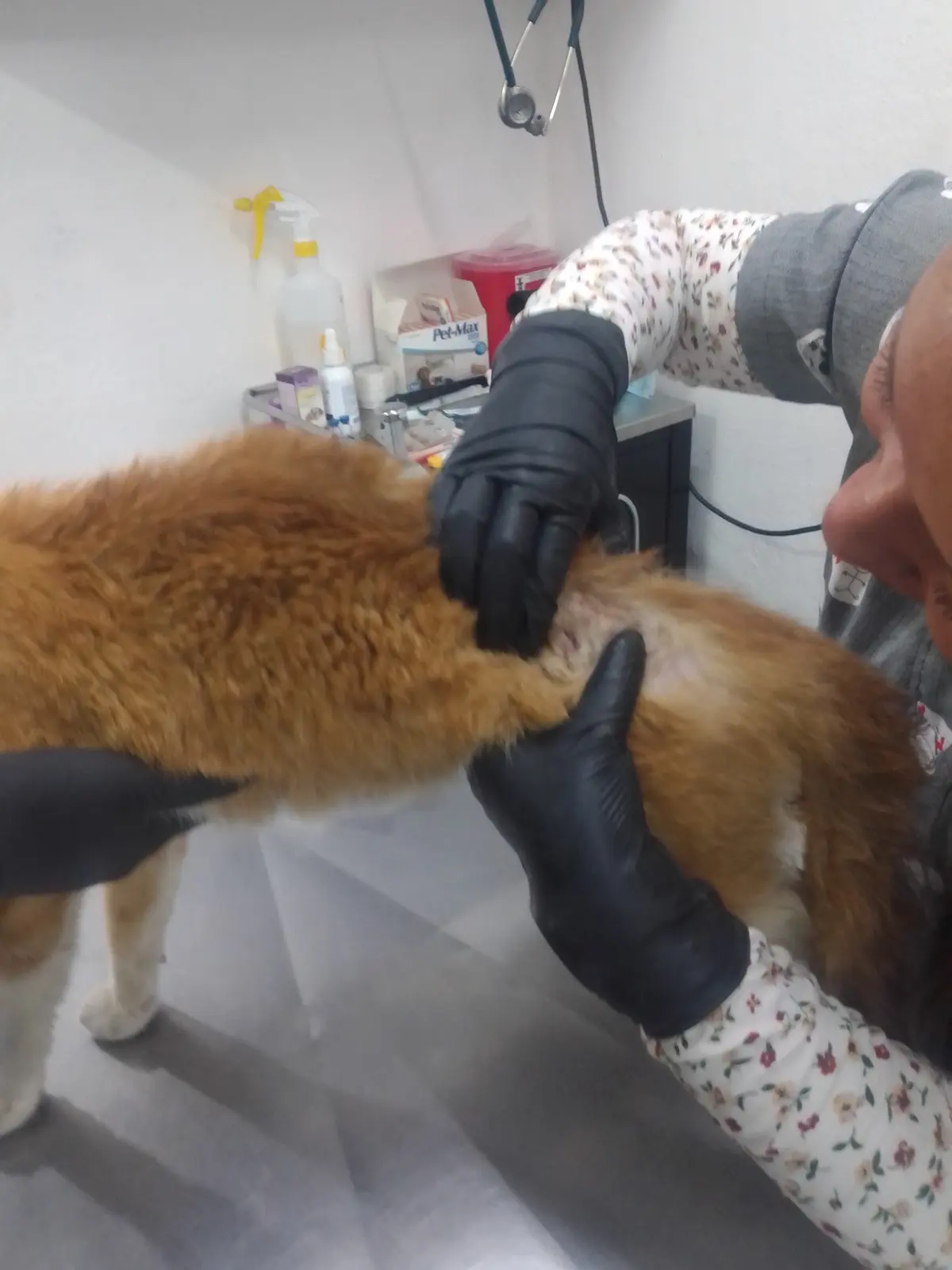Veterinaria PATA DE PERRO — foto 3 de 3