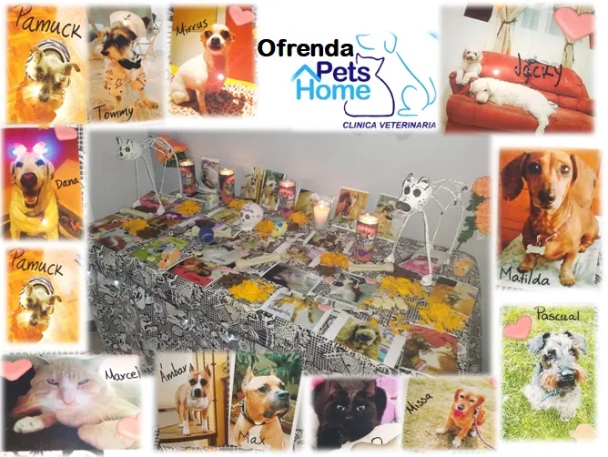 Clínica Veterinaria Pets Home