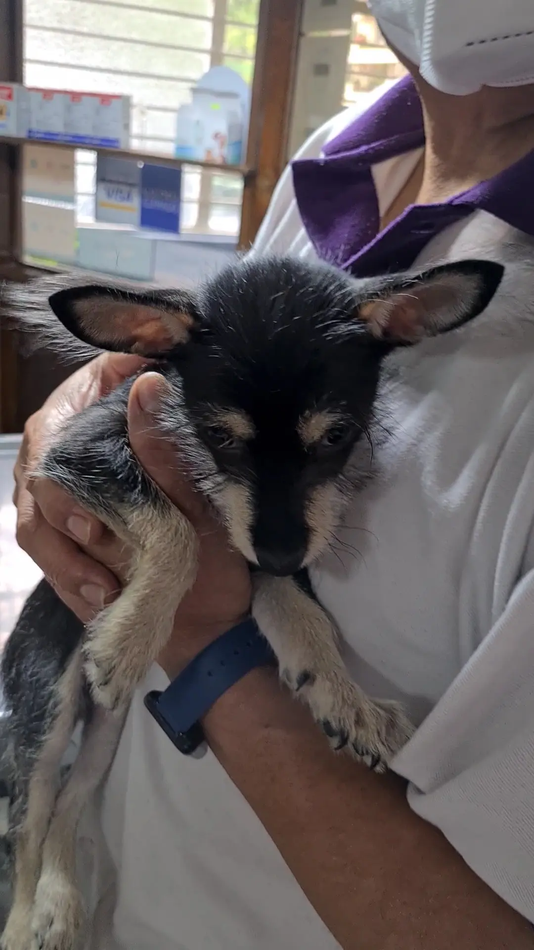 Consultorio Veterinario Dr. Hollands — foto 2 de 3