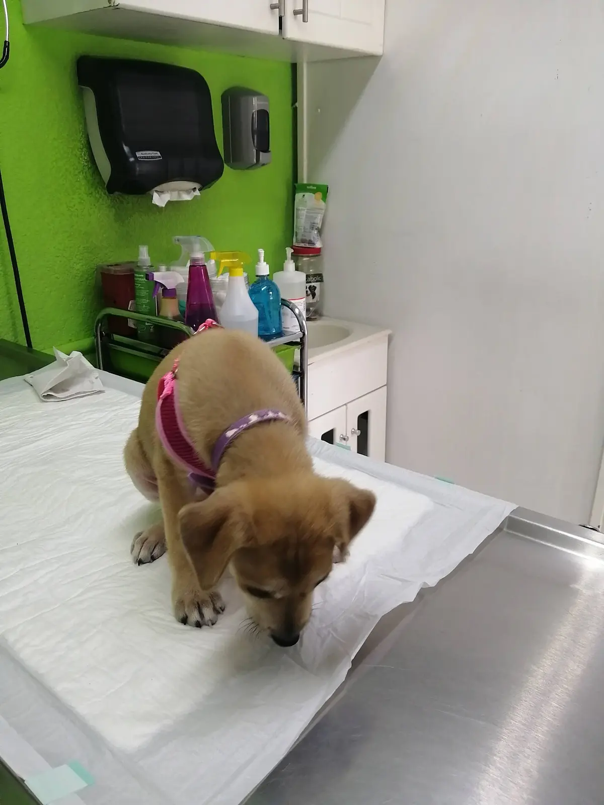 GRUPO VETERINARIO SANMAT — foto 2 de 3