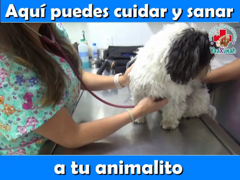 Hospital Veterinario Yaakunah — foto 2 de 3