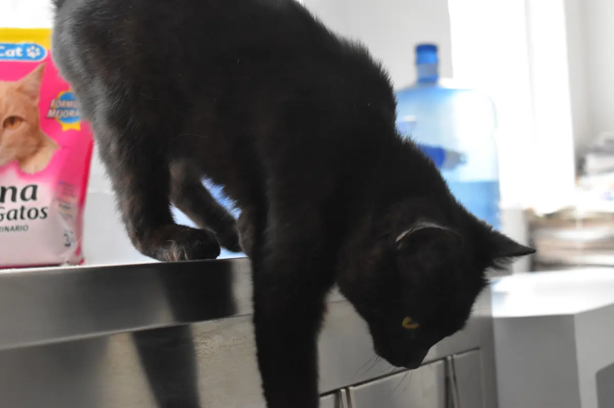 Hospital Veterinario Yaakunah