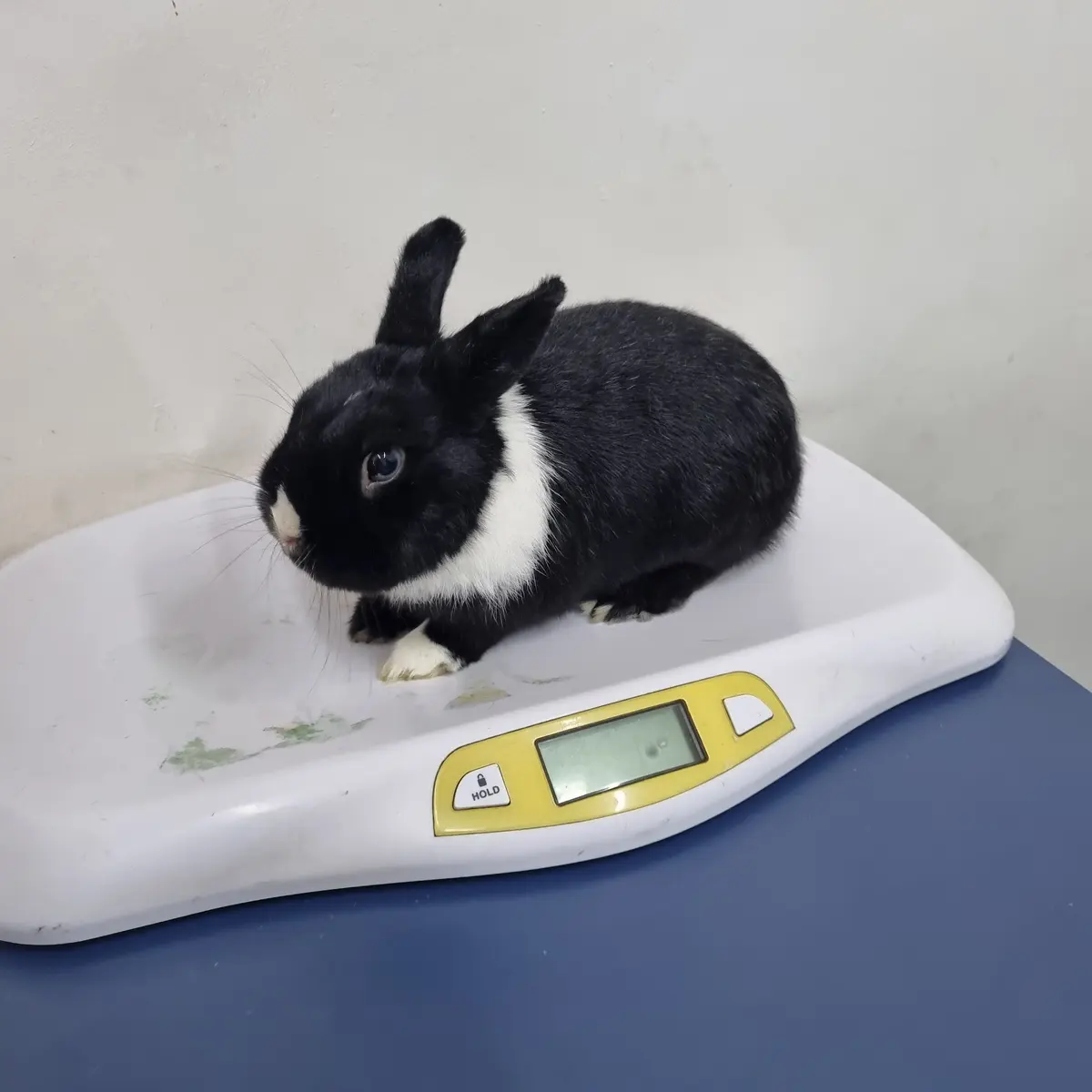 Och-Kan Servicios Veterinarios