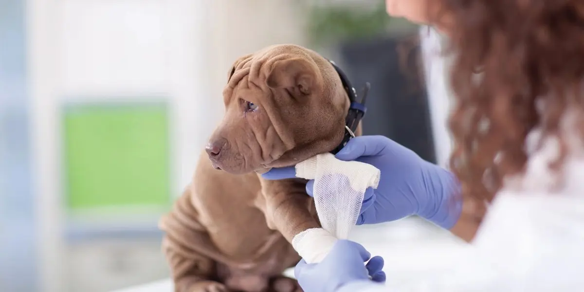 PetCare — foto 2 de 2