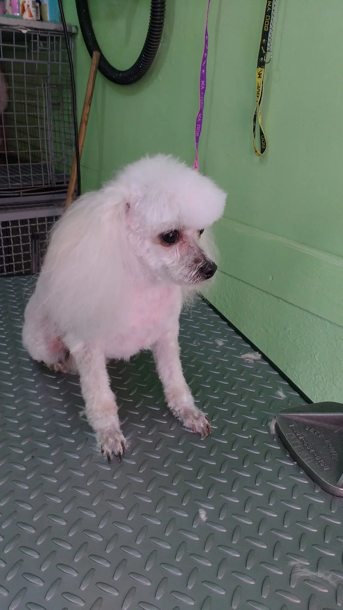Spa & Consultorio Veterinario Kiara
