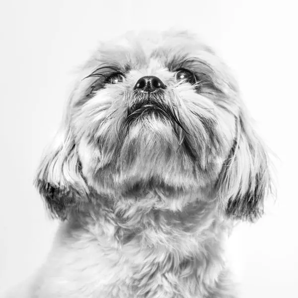 Woof Miaow — foto 3 de 4