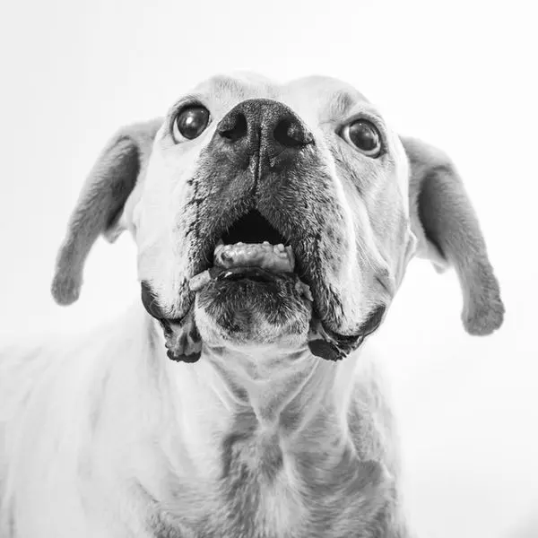 Woof Miaow — foto 4 de 4