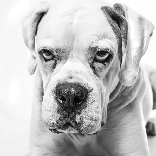 Woof Miaow — foto 2 de 4