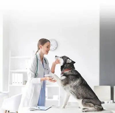 Banfield Pet Hospital | Hospital Veterinario 24 Horas