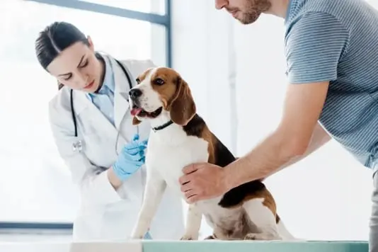 Banfield Pet Hospital | Hospital Veterinario 24 Horas — foto 2 de 4
