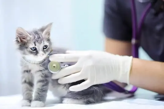 Banfield Pet Hospital | Hospital Veterinario 24 Horas — foto 3 de 4