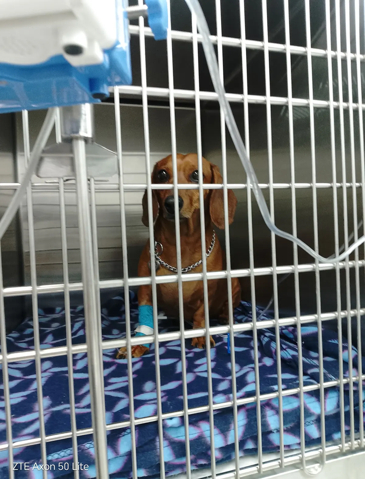 Centro Veterinario Coyoacán — foto 2 de 3