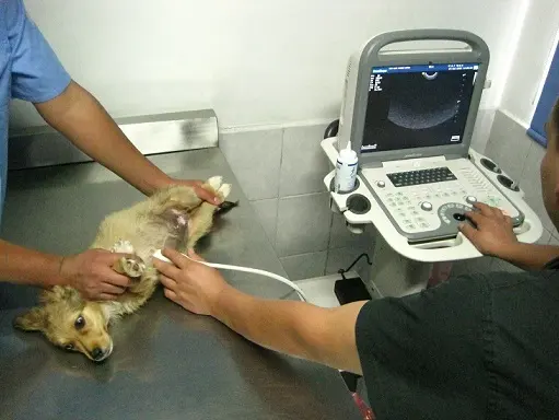 Centro Veterinario Parque San Andrés — foto 3 de 4