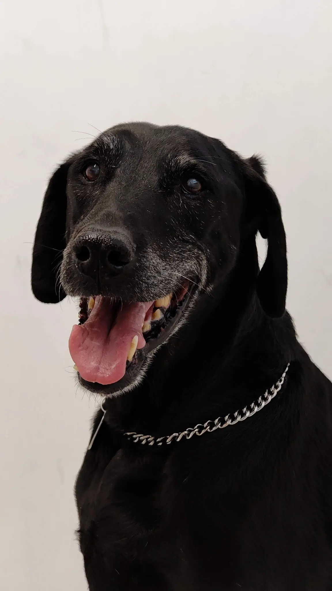 Clínica Veterinaria del Sur