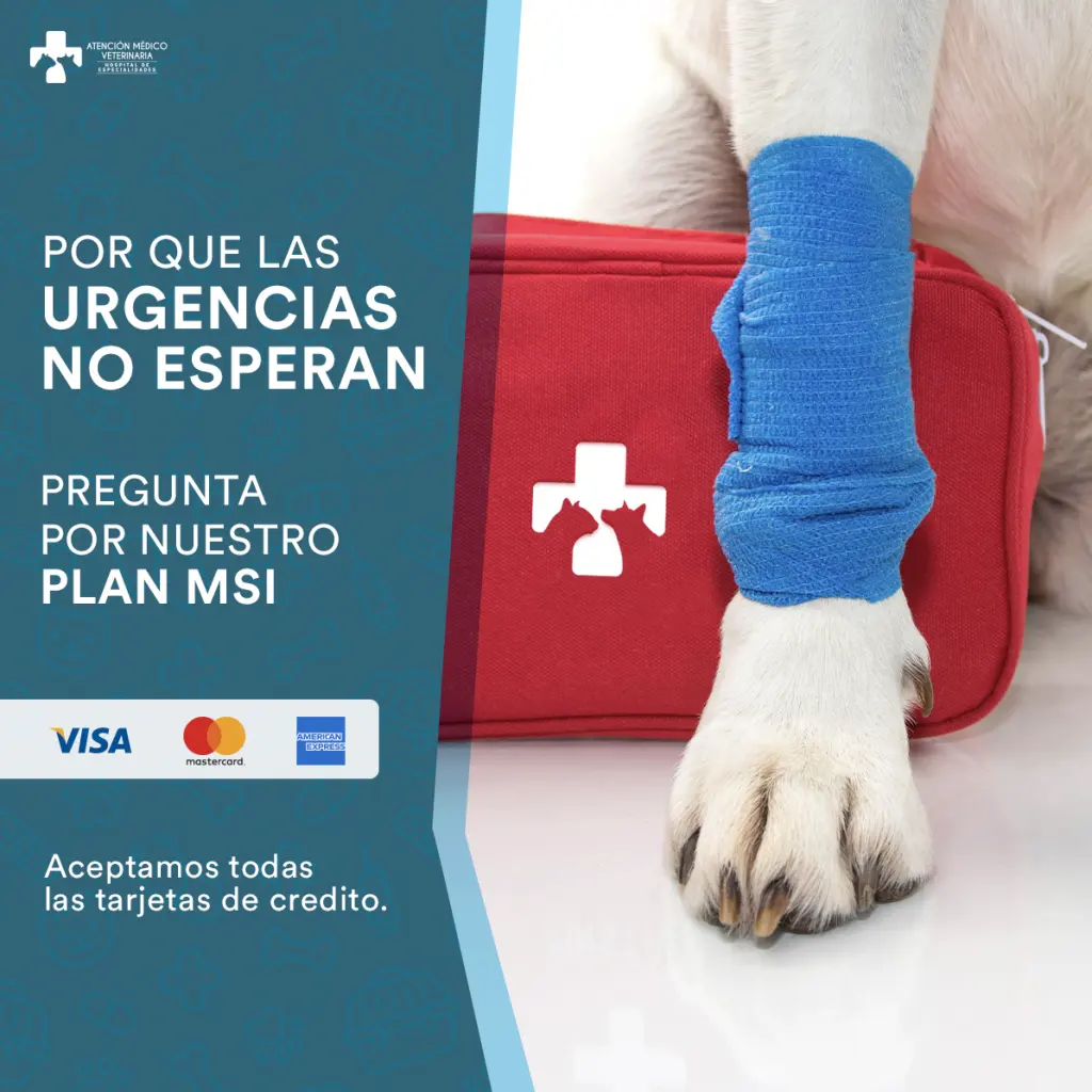 CLINICA VETERINARIA