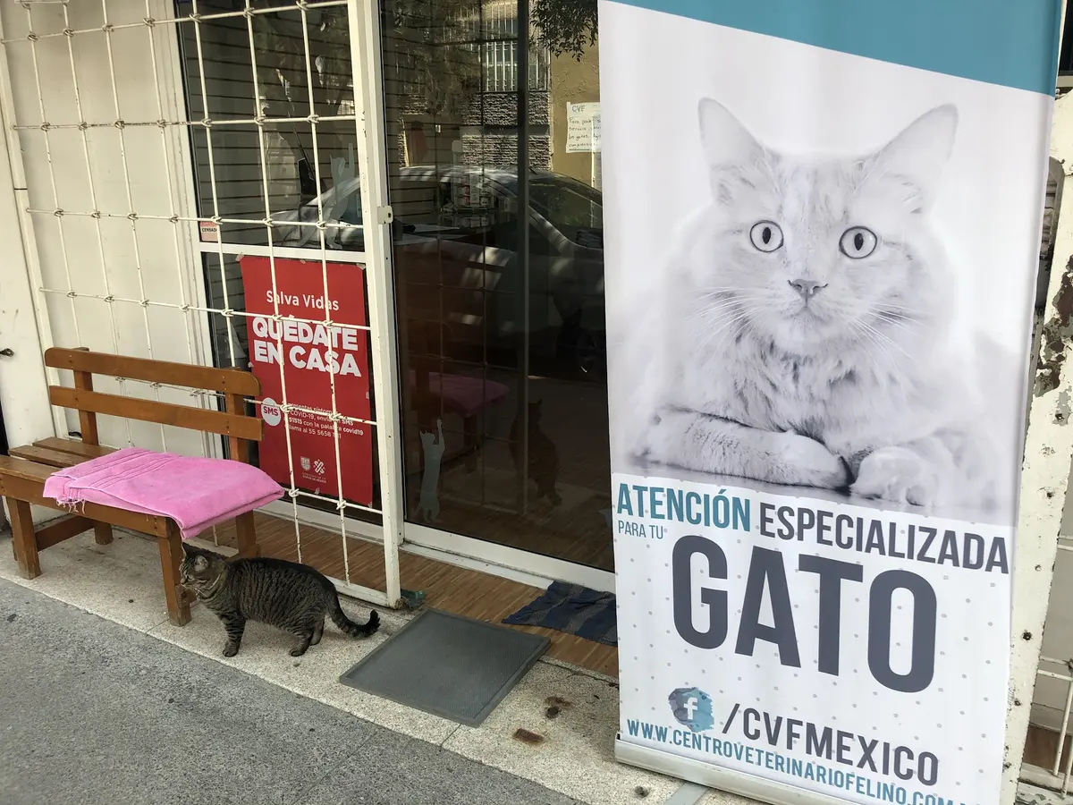 CVF Centro Veterinario Felino