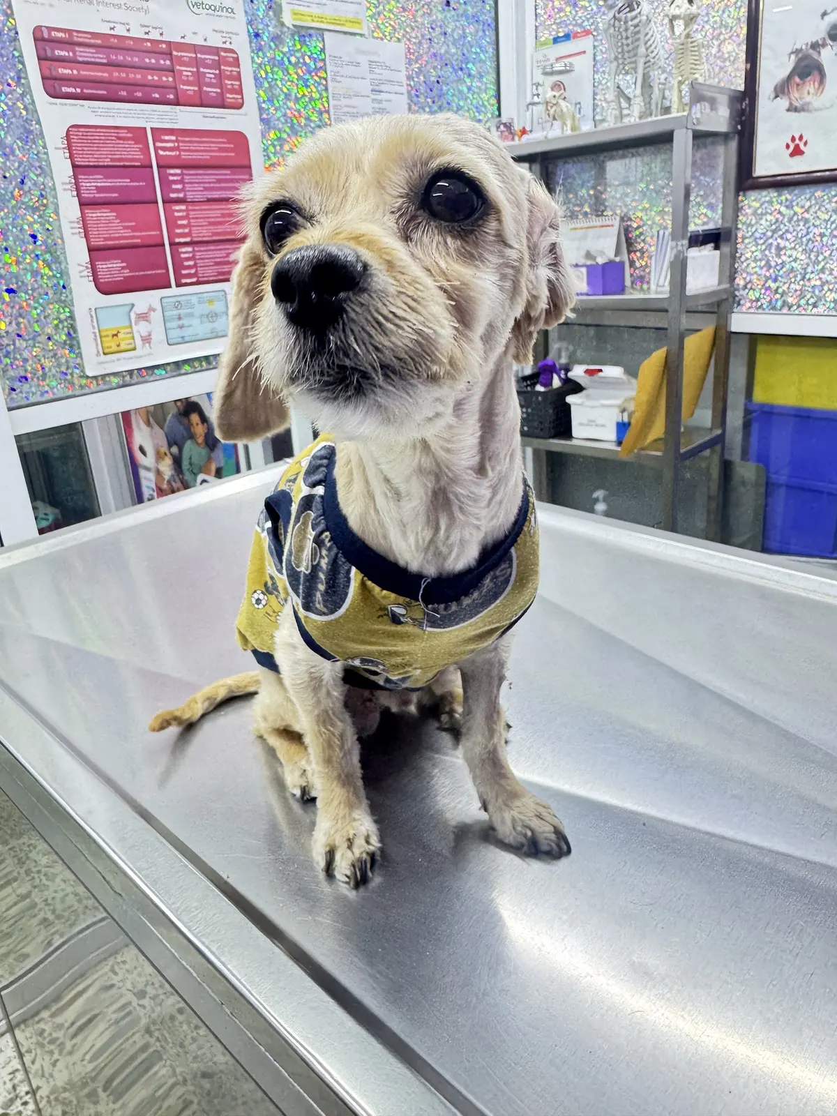 Dr José Antonio. Clínica para Mascotas. Servicio Veterinario Integral