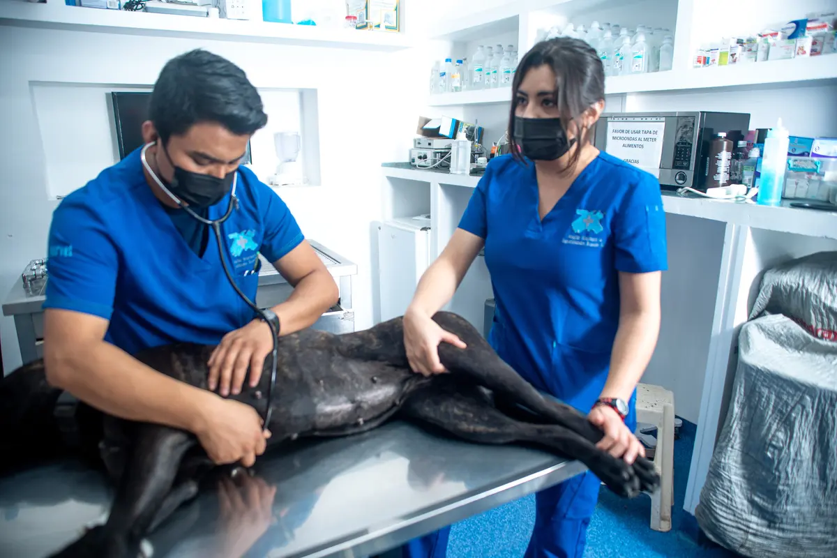 Hospital Veterinario de Especialidades Bruselas
