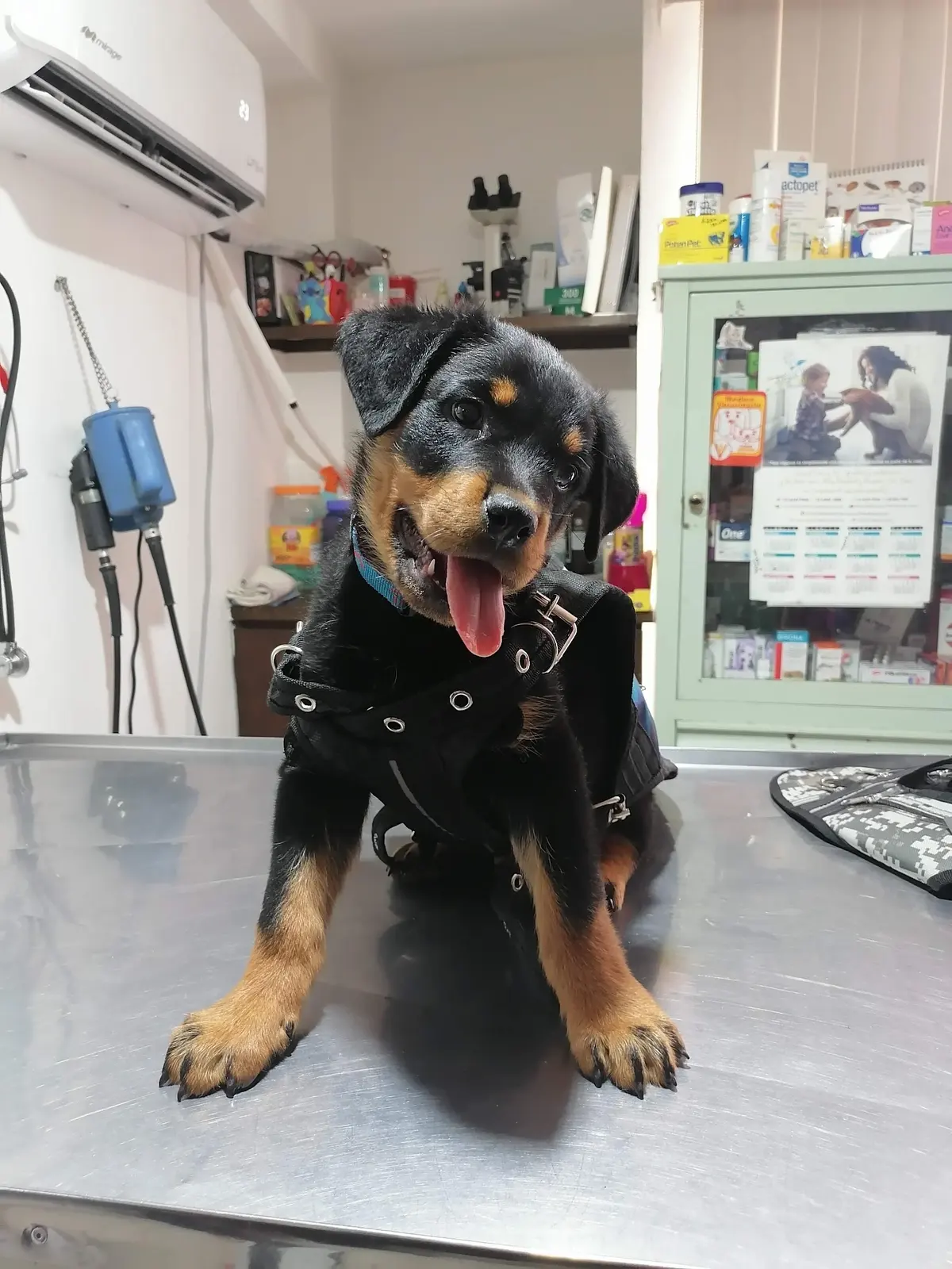VETERINARIA ZOOLAND