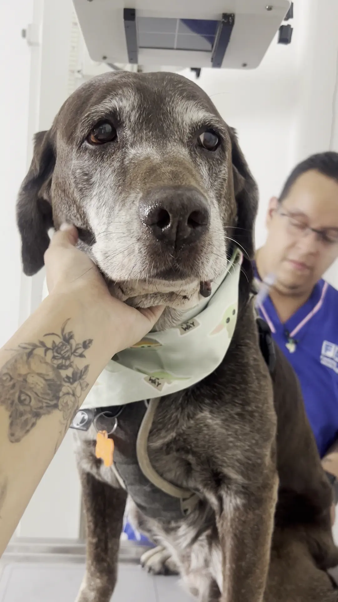 Cambia un destino Hospital de animales — foto 2 de 3