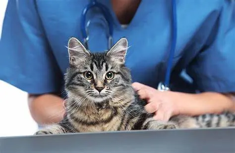 Clínica Veterinaria Caramelo