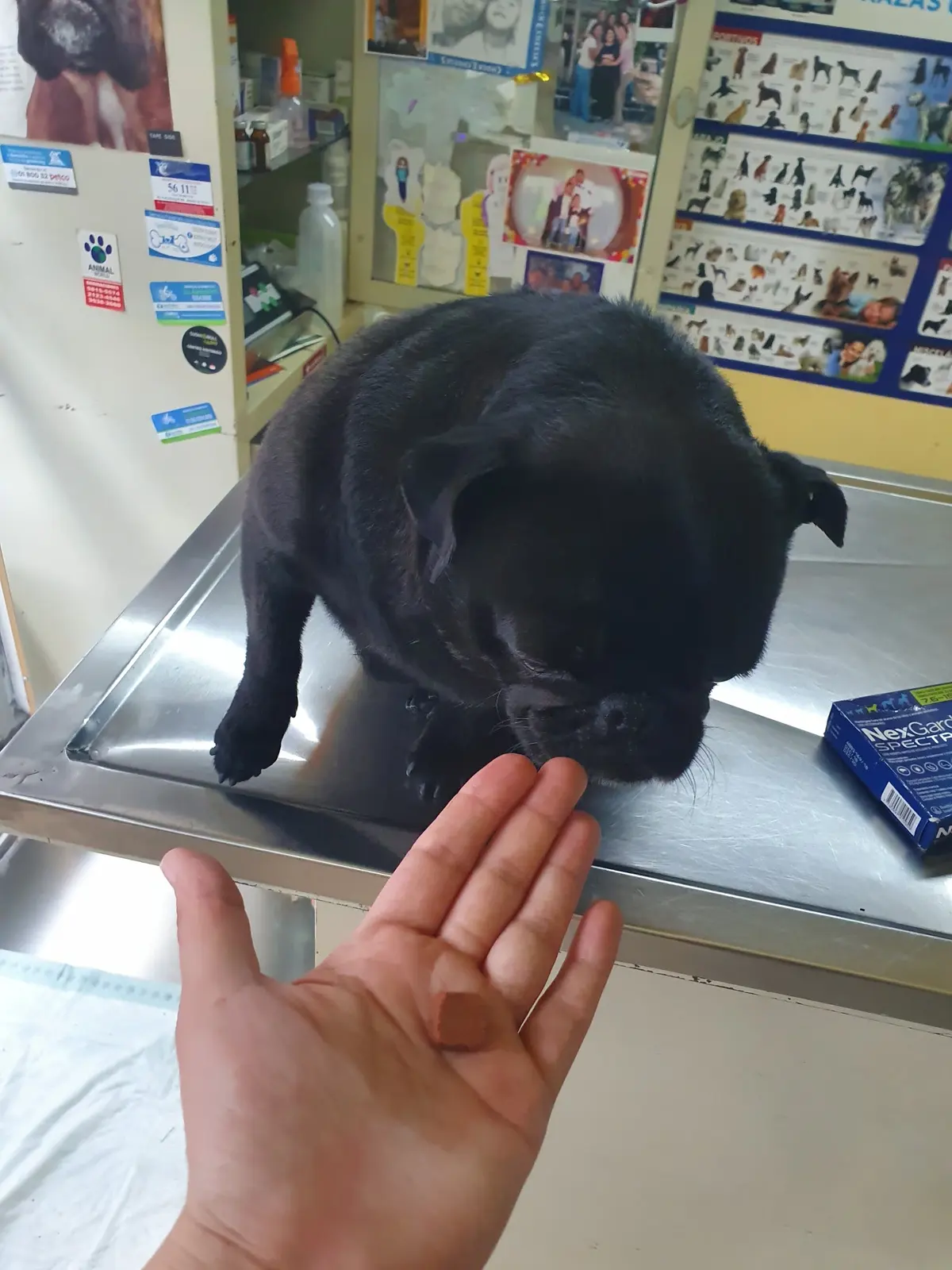 CLINICA VETERINARIA "Gusy" — foto 3 de 3