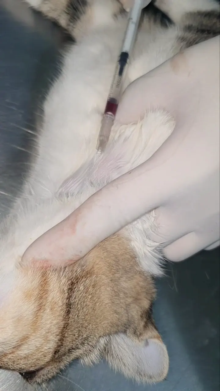 CLINICA VETERINARIA "Gusy" — foto 2 de 3