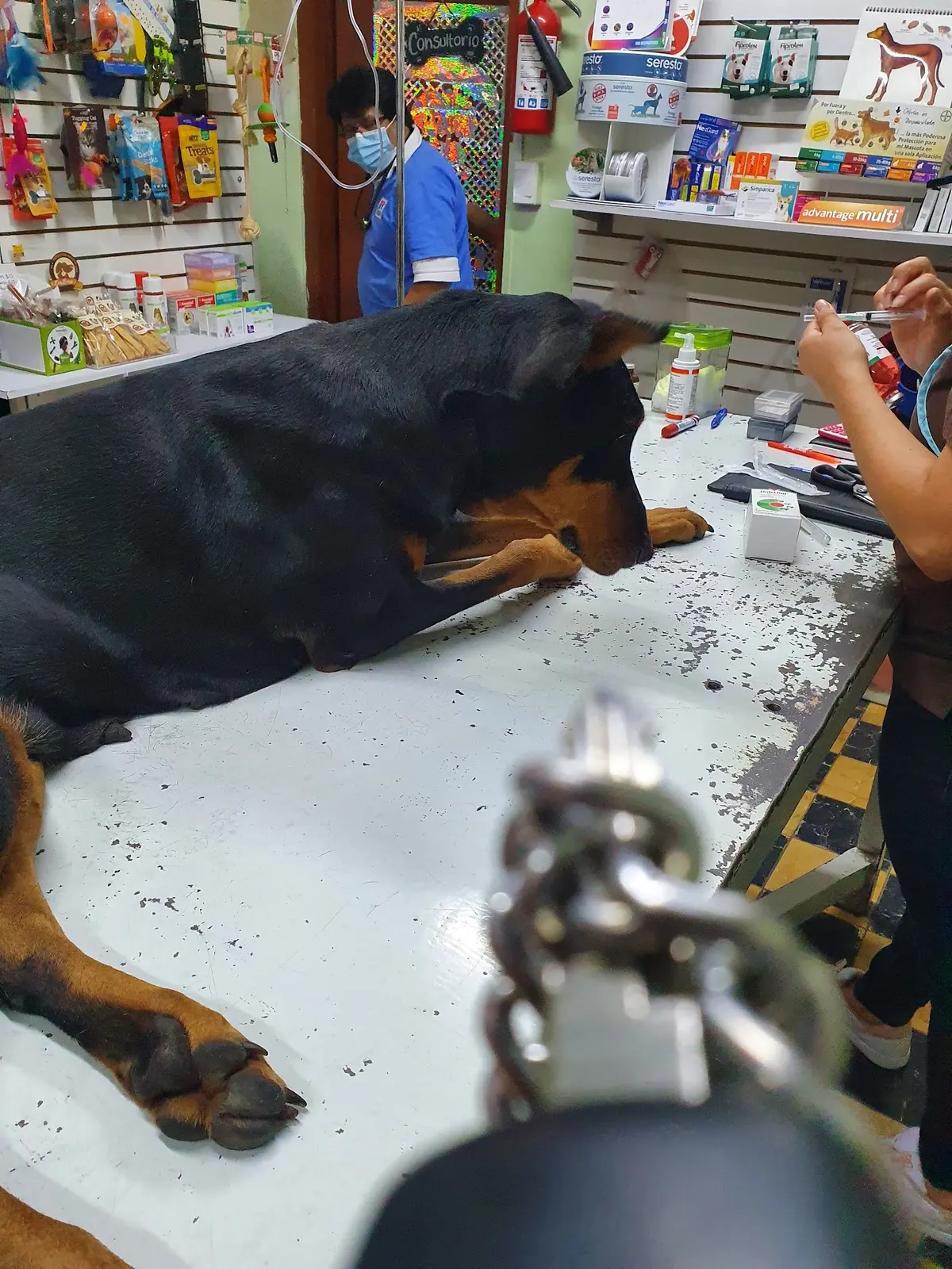 CLINICA VETERINARIA