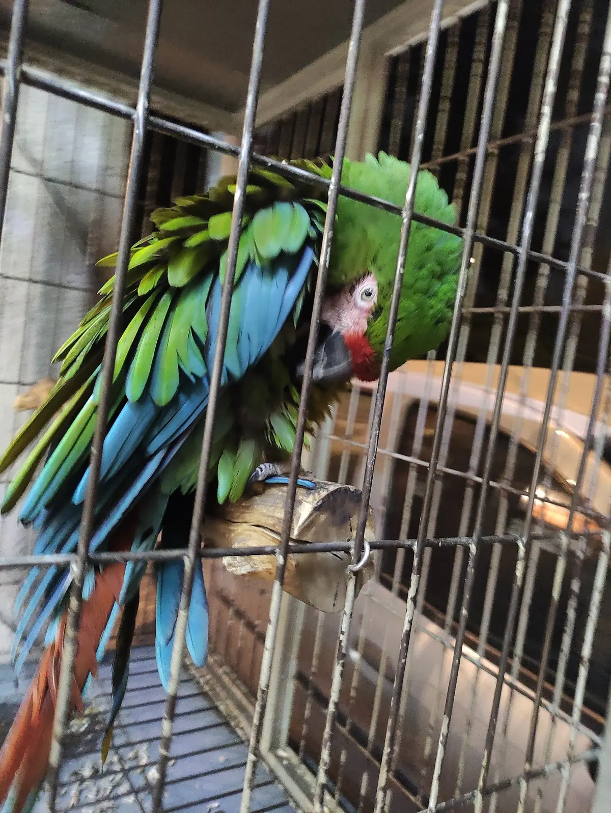 Clivetma Clinica Veterinaria Mundo Animal
