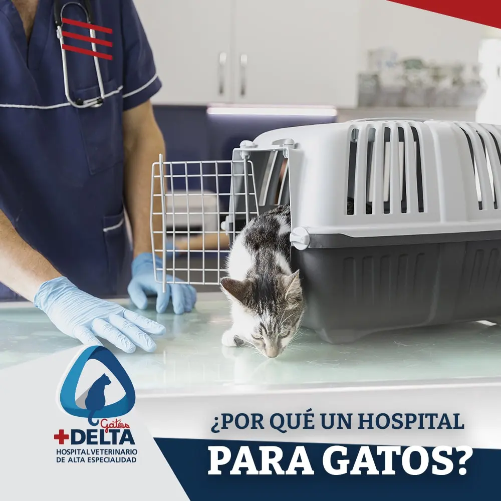 Delta Gatos | Hospital para Gatos