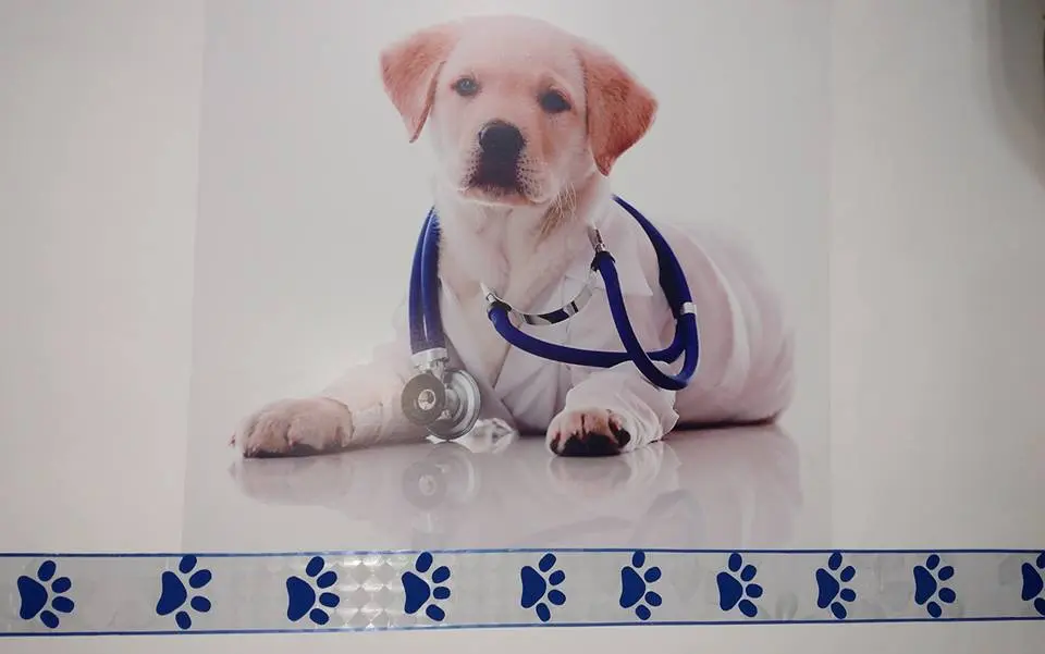 Golden Pets, Veterinaria, Estética y Boutique