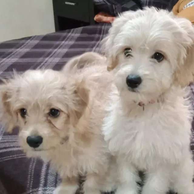 Golden Pets, Veterinaria, Estética y Boutique — foto 3 de 3