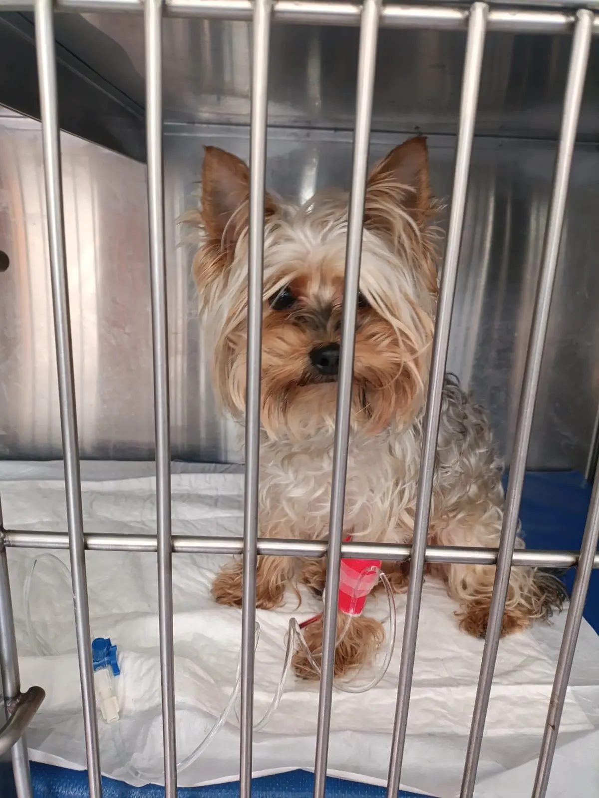 Hospital Veterinario DoggyChest