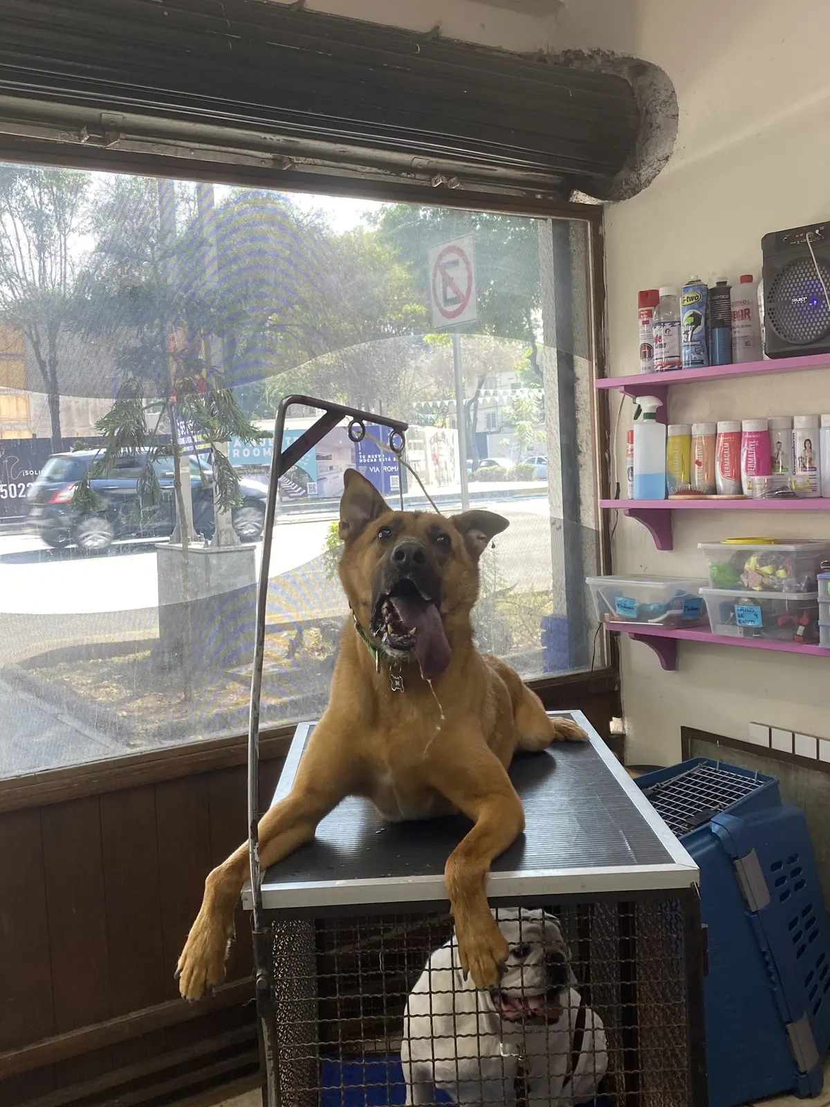 Hospital Veterinario Roma