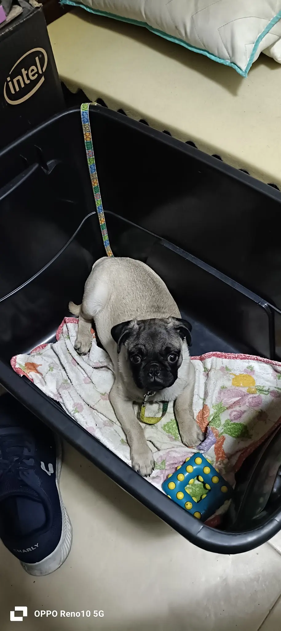 K-nek Veterinaria Integral