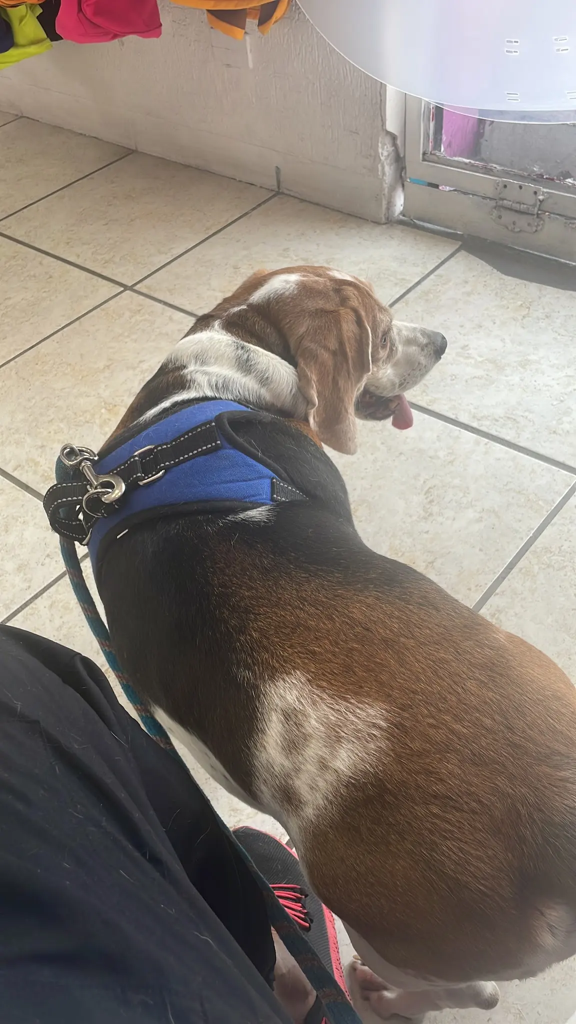 Purple Vet - Centro Médico Veterinario