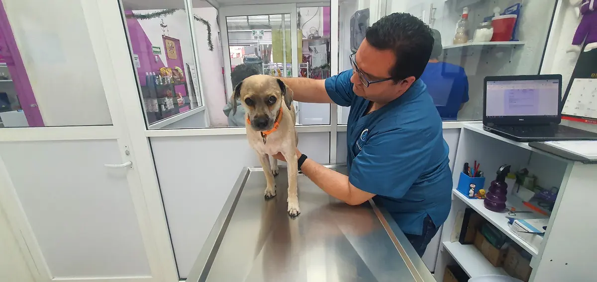 Purple Vet - Centro Médico Veterinario — foto 2 de 3