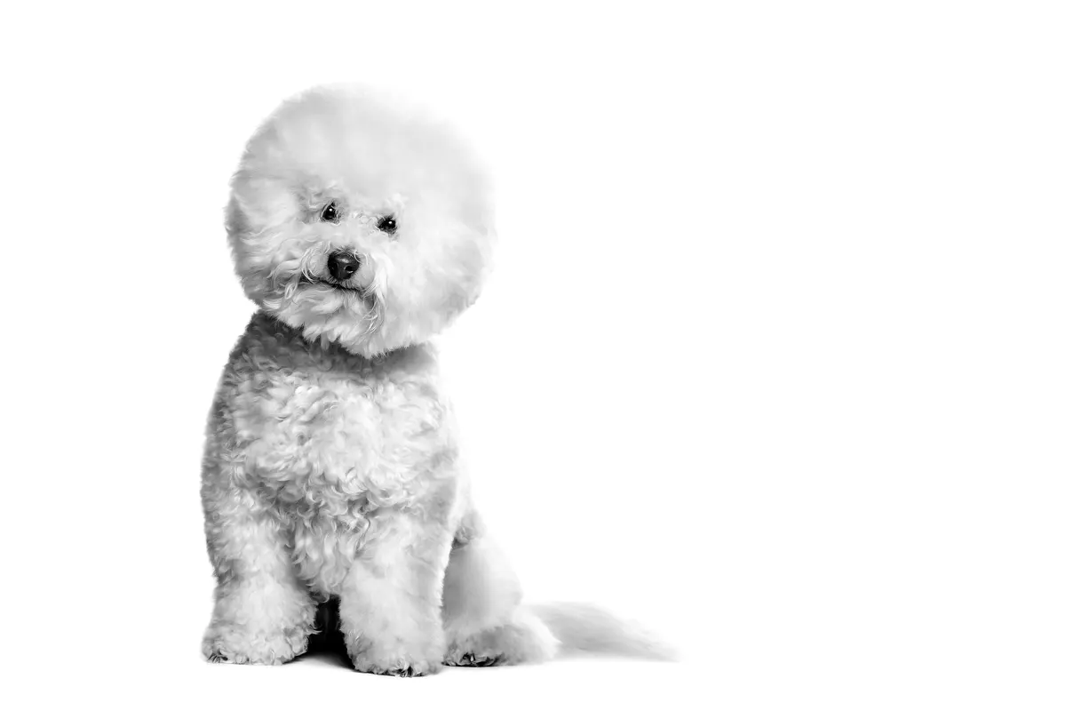 Quality Pets — foto 4 de 4
