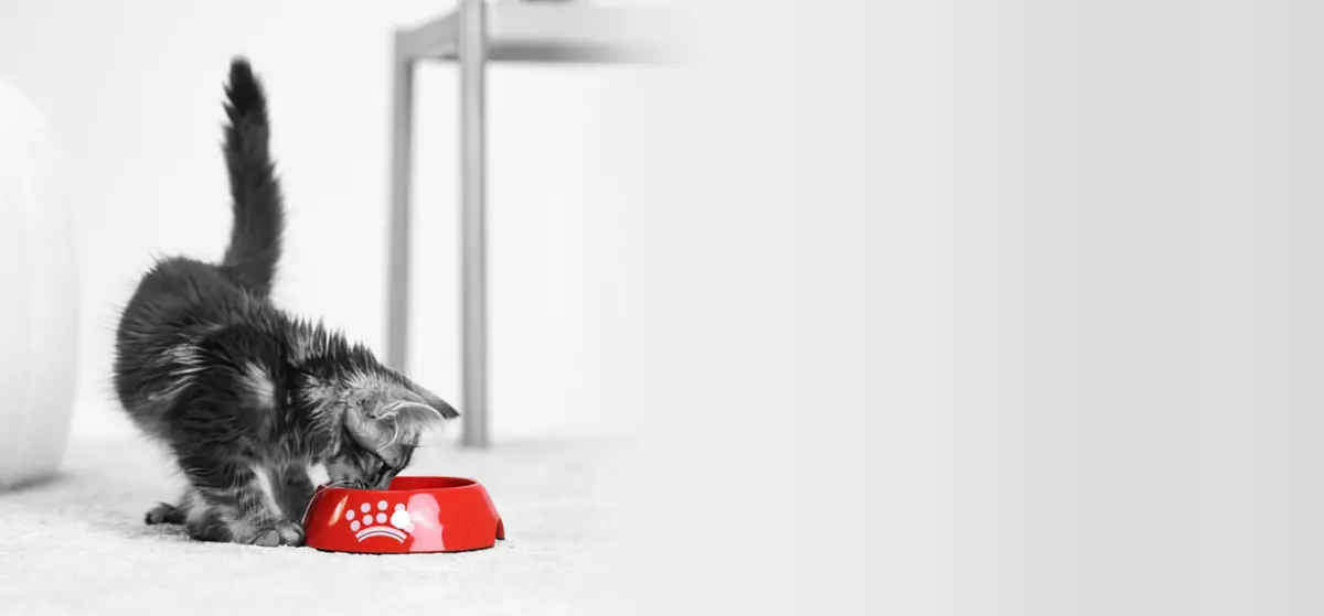 Quality Pets — foto 2 de 4