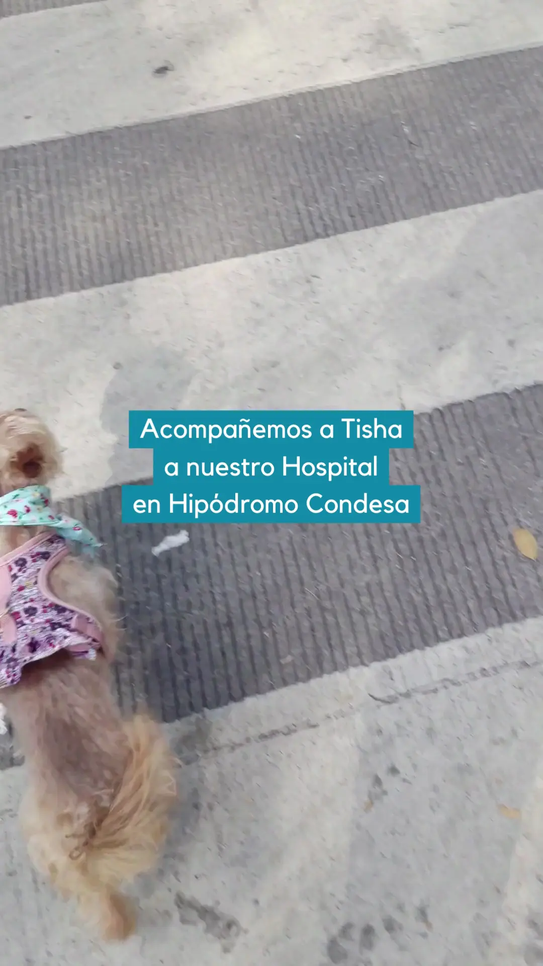 VETME - Hospital Veterinario Hipódromo — foto 2 de 3