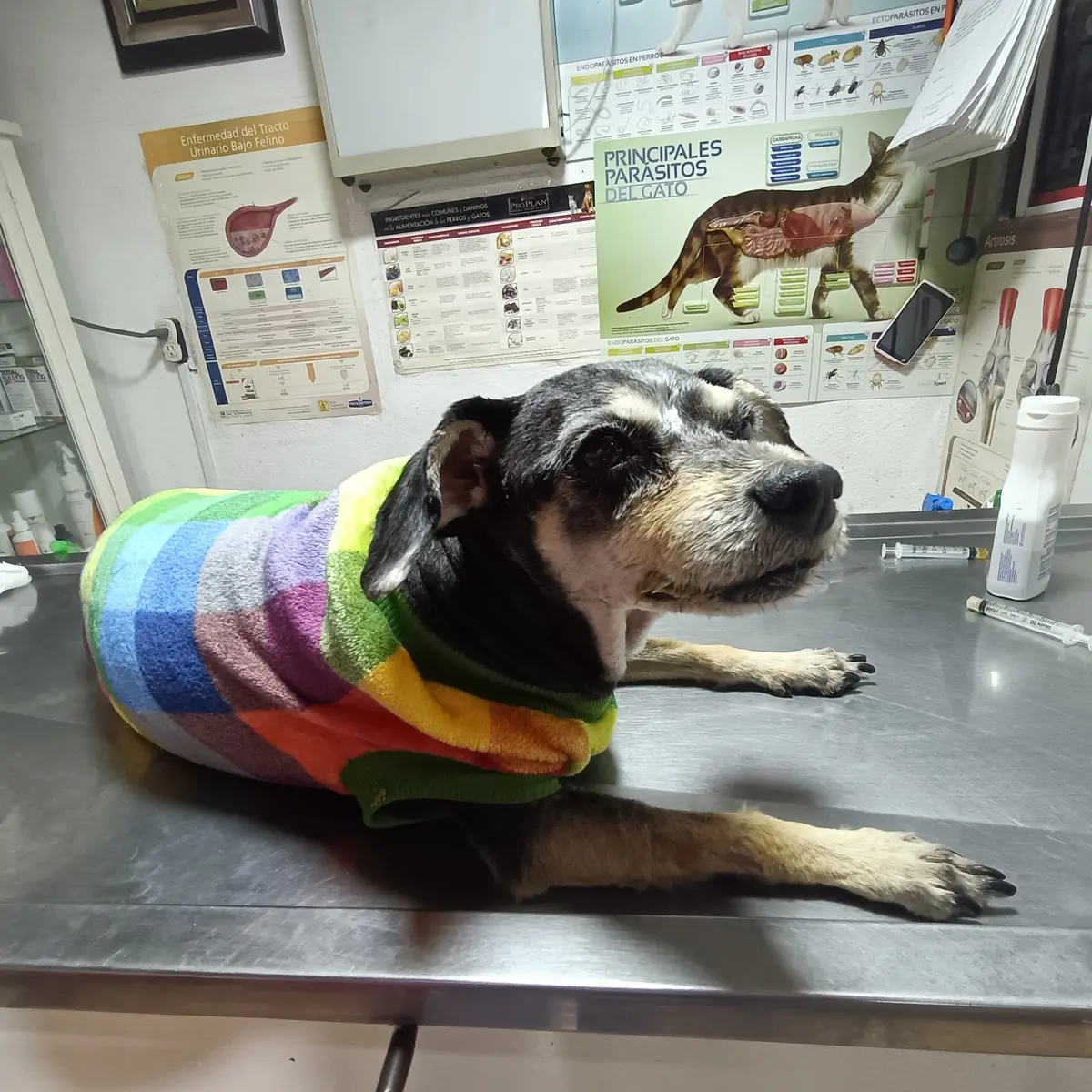 Clínica Veterinaria Arca de Noé
