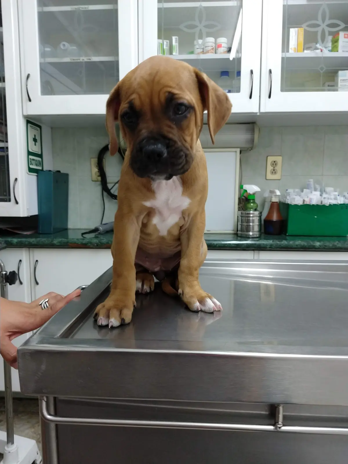 Clínica Veterinaria de Especialidades Inguarán