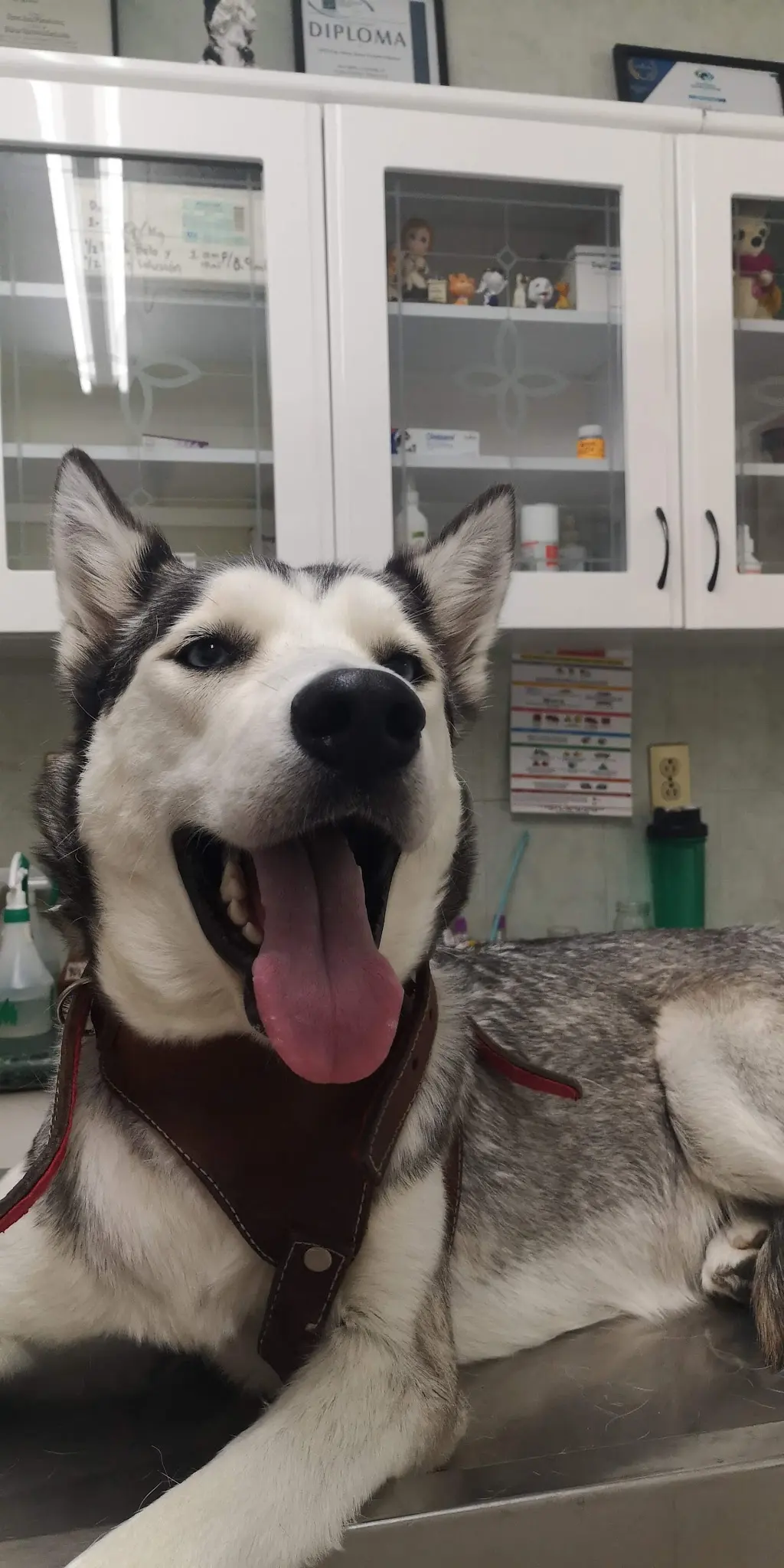 Clínica Veterinaria de Especialidades Inguarán — foto 3 de 3