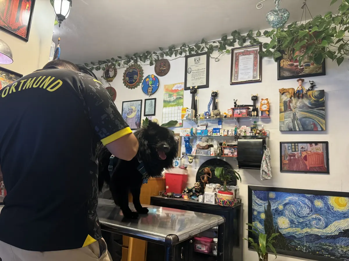 Clínica Veterinaria MEVEPE San Juan de Aragón