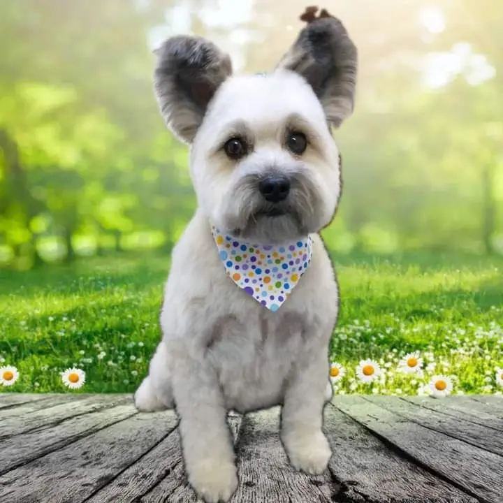Clinica Veterinaria Pet Beauty