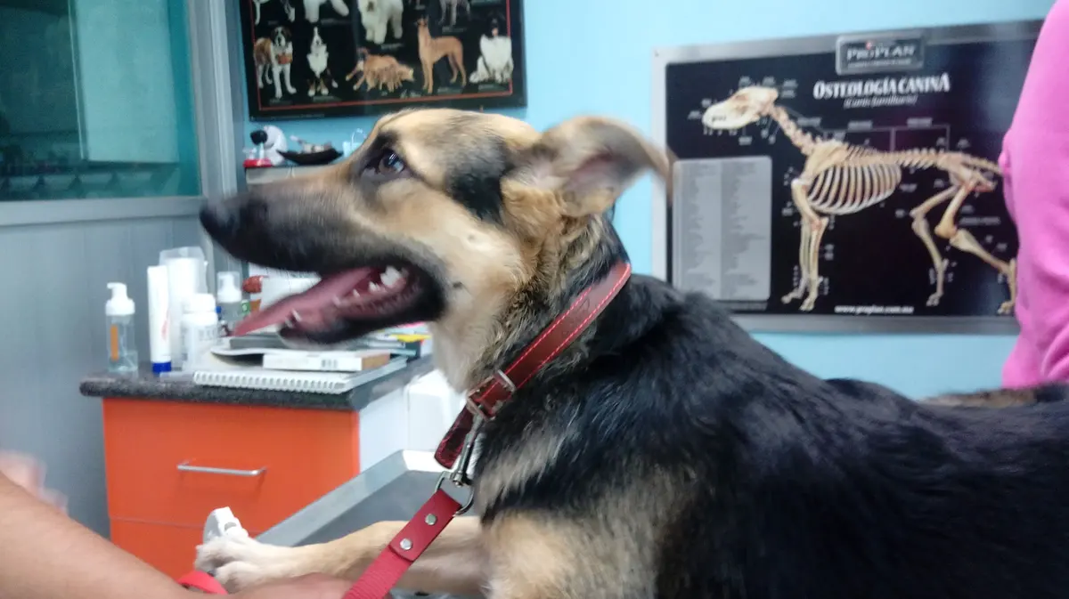 CONSULTORIO MÉDICO VETERINARIO "CENTENARIO" — foto 2 de 3