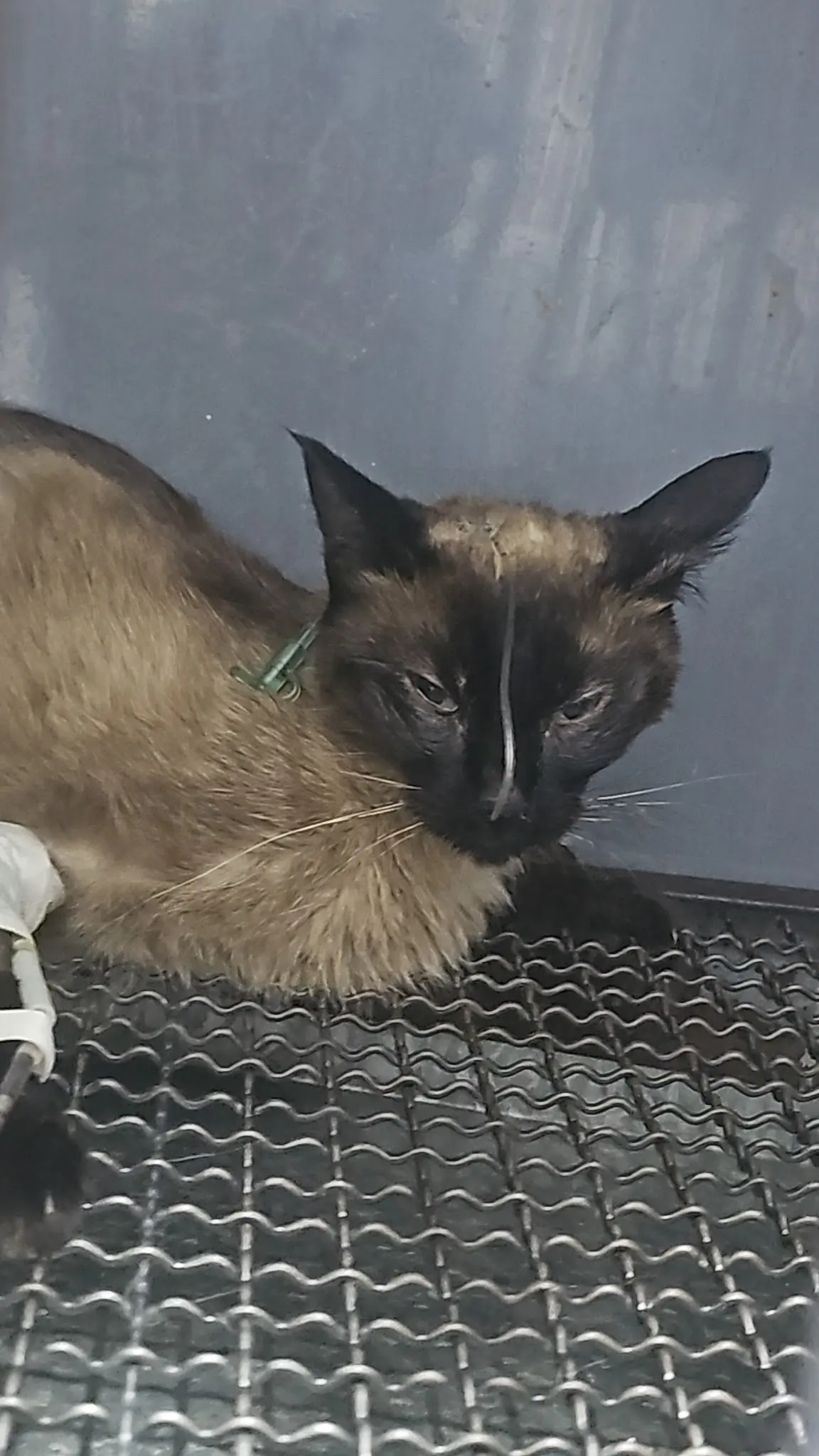 Hospital Veterinario Casa Bastet