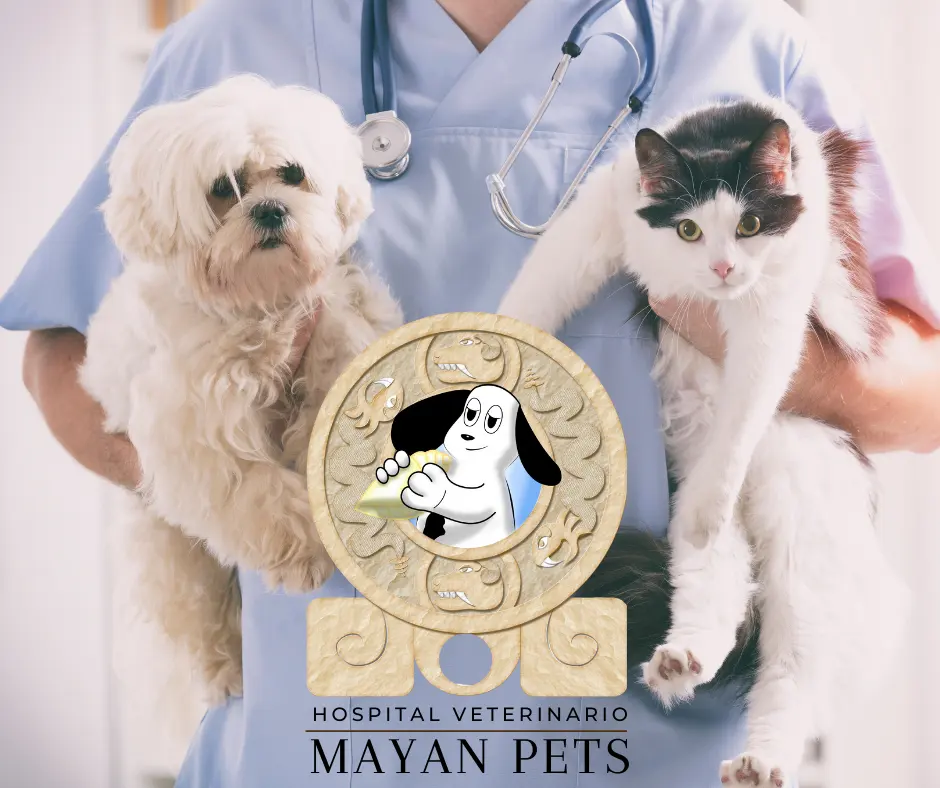 HOSPITAL VETERINARIO MAYAN PETS
