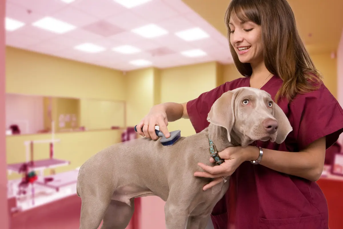 Clinica Veterinaria Animal Paradise